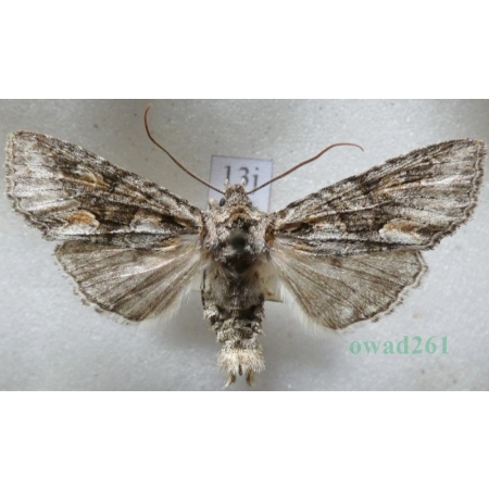 Dichonia convergens (Denis & Schiffermüller, 1775) Czech13j